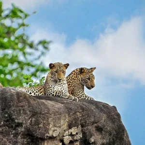 23 Days 22 Nights Sri Lanka tour package-Srilankaprivatedriver