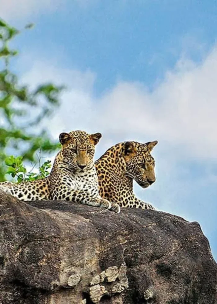 23 Days 22 Nights Sri Lanka tour package-Srilankaprivatedriver