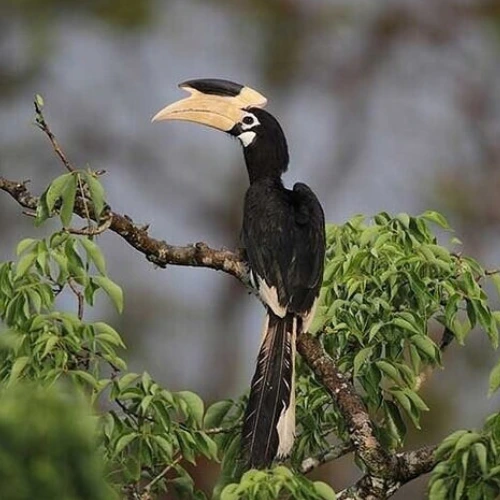 6 Days 5 Nights Sri Lanka tour package...