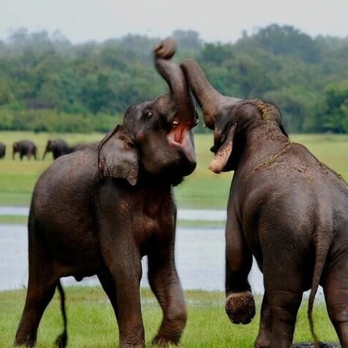 7 Days 6 Nights Sri Lanka tour package